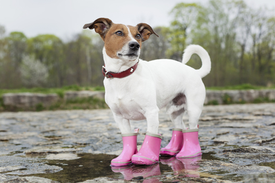 Mark the Dog Wearing Pink Boots